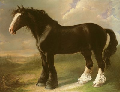 Old English Black Horse by William Shiels